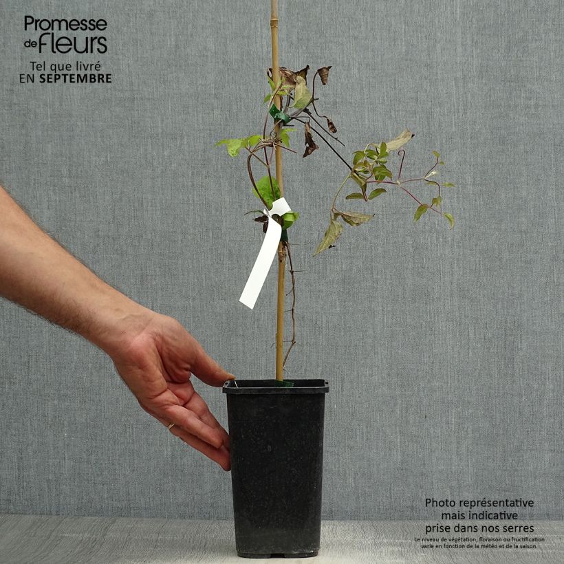 Exemplaar van Clematis patens Rosamunde - Bosrank Pot van 1,5 l/2 l zoals geleverd in de herfst