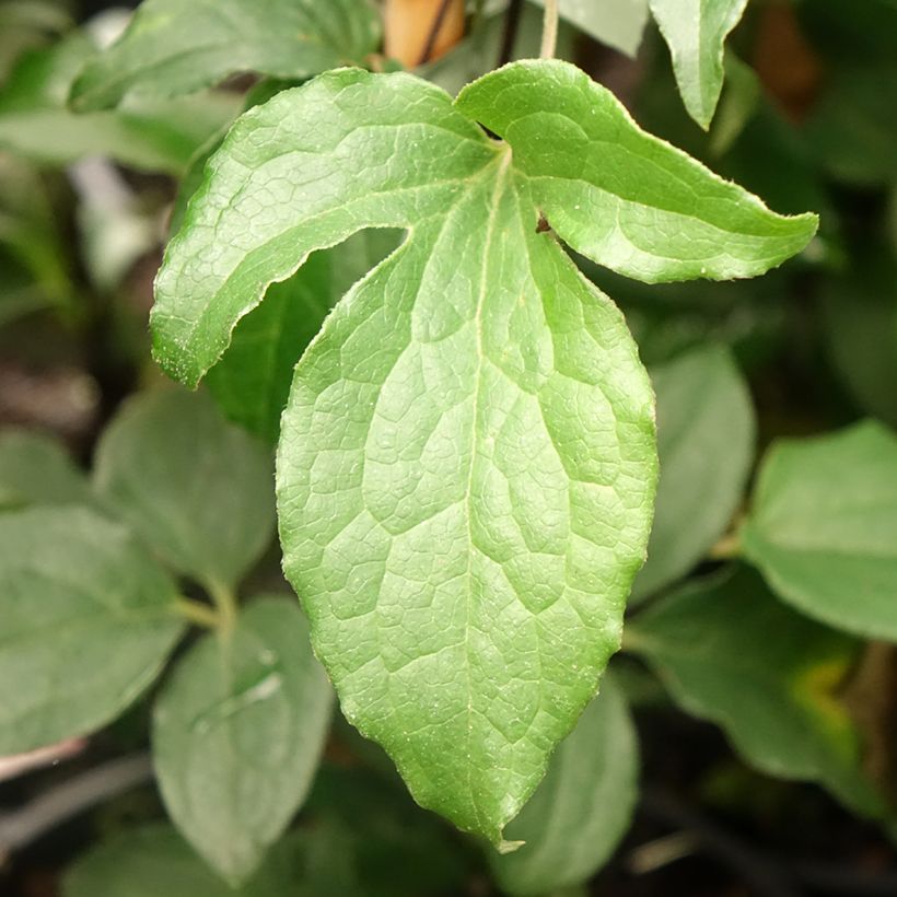Clematis patens Rosamunde - Bosrank (Blad)