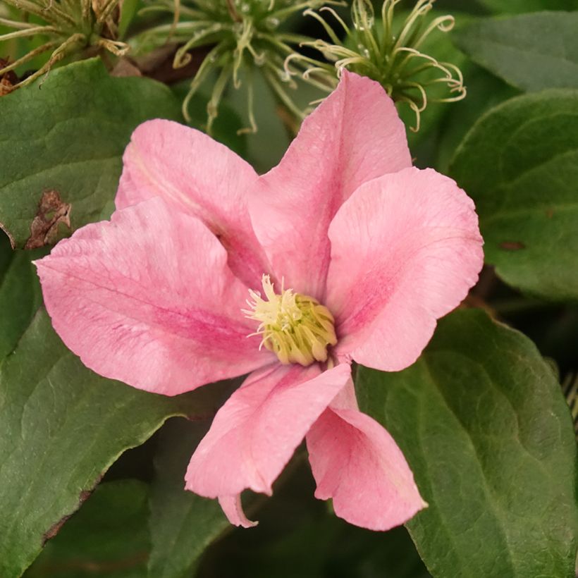 Clematis patens Rosamunde - Bosrank (Bloei)