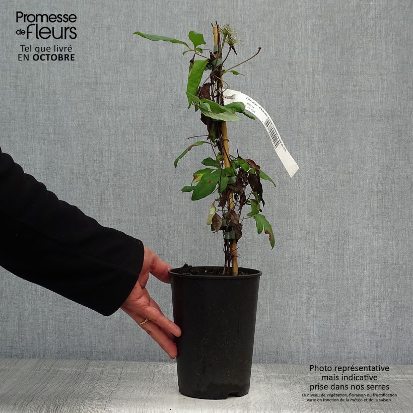 Exemplaar van Clematis Rouge Cardinal - Bosrank Pot van 2 l/3 l zoals geleverd in de herfst