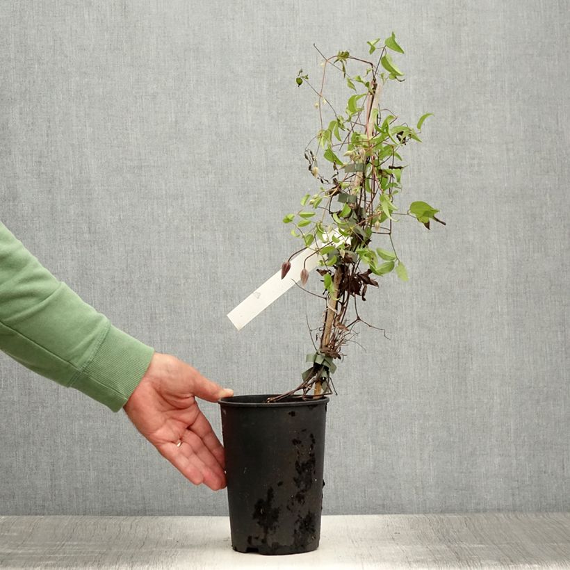 Exemplaar van Clematis patens Ruutel - Bosrank Pot van 2 l/3 l zoals geleverd in de zomer