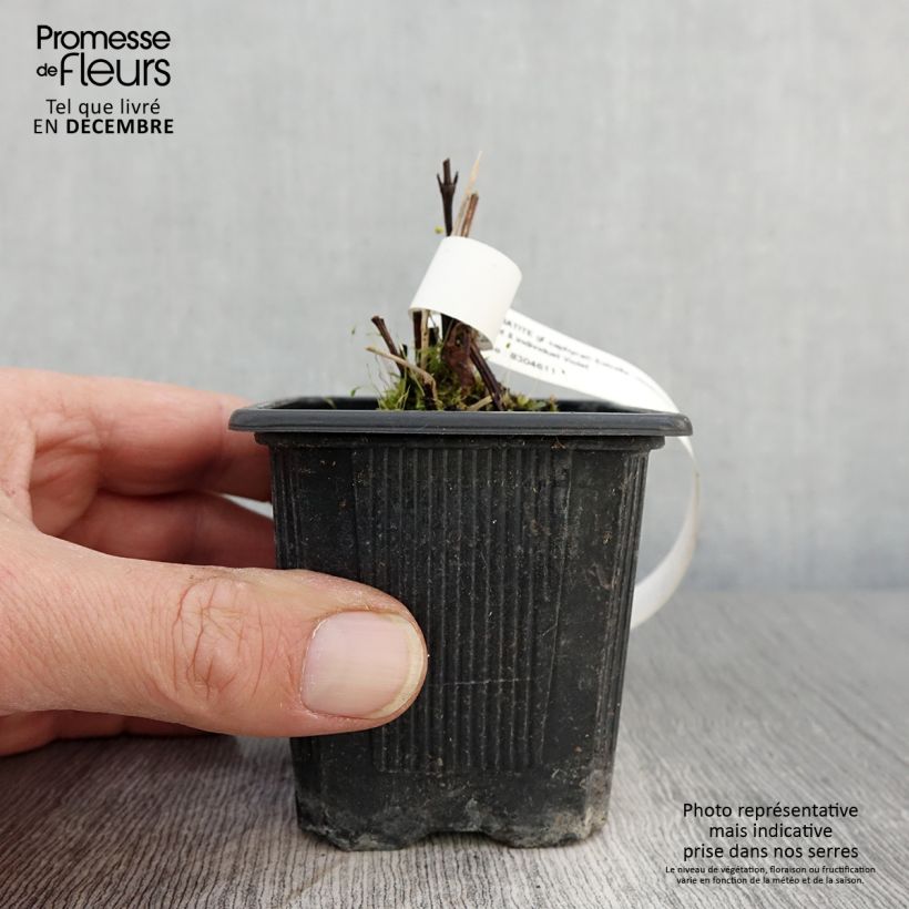 Exemplaar van Clématite - Clematis Saphyra Estrella Godet de 8/9 cm zoals geleverd in de herfst