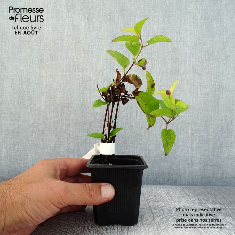 Exemplaar van Clematis Saphyra Estrella - Struikclematis Kweekpotje van 8/9 cm zoals geleverd in de zomer