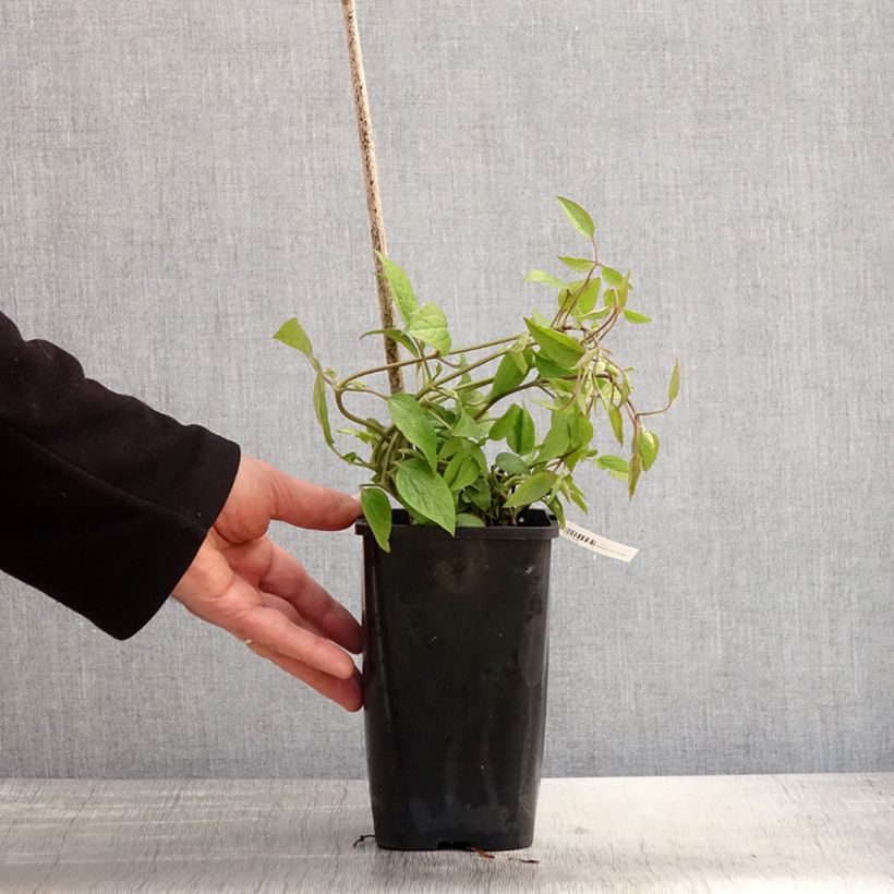 Exemplaar van Clematis Saphyra Estrella - Struikclematis Pot van 1,5 l/2 l zoals geleverd in de lente