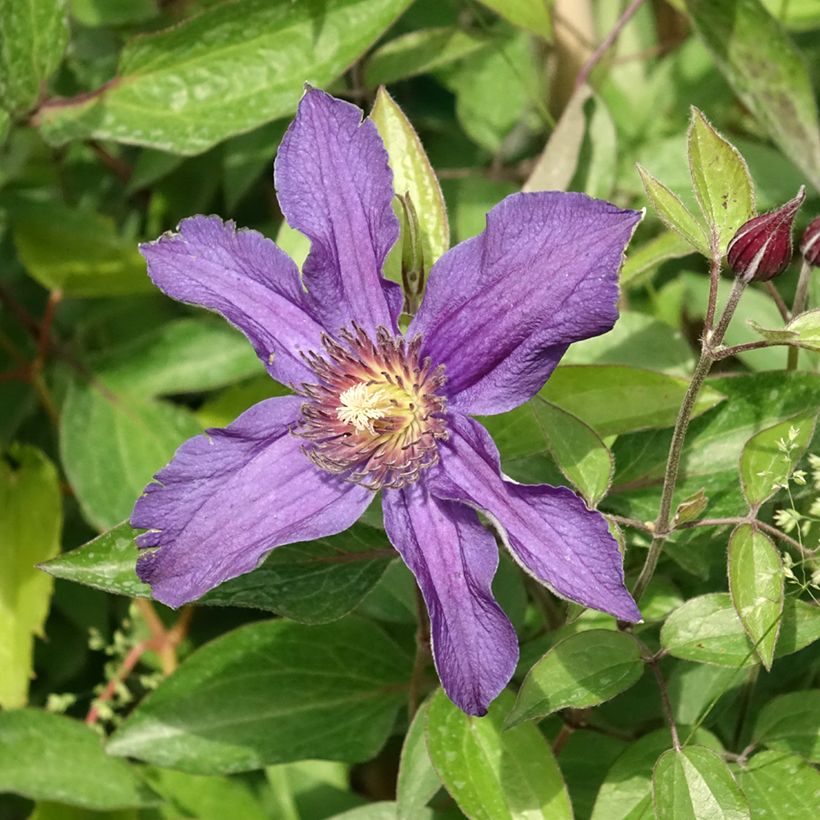 Clematis diversifolia Saphyra Indigo - Kleinbloemige clematis (Bloei)