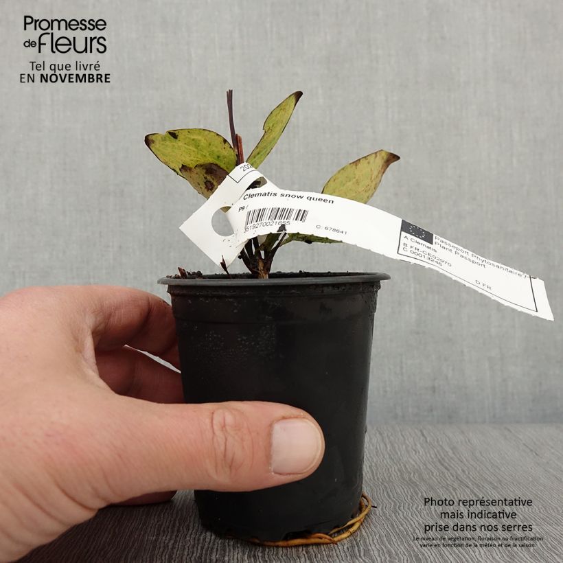 Exemplaar van Clematis patens Snow Queen - Bosrank Kweekpotje van 8/9 cm zoals geleverd in de herfst