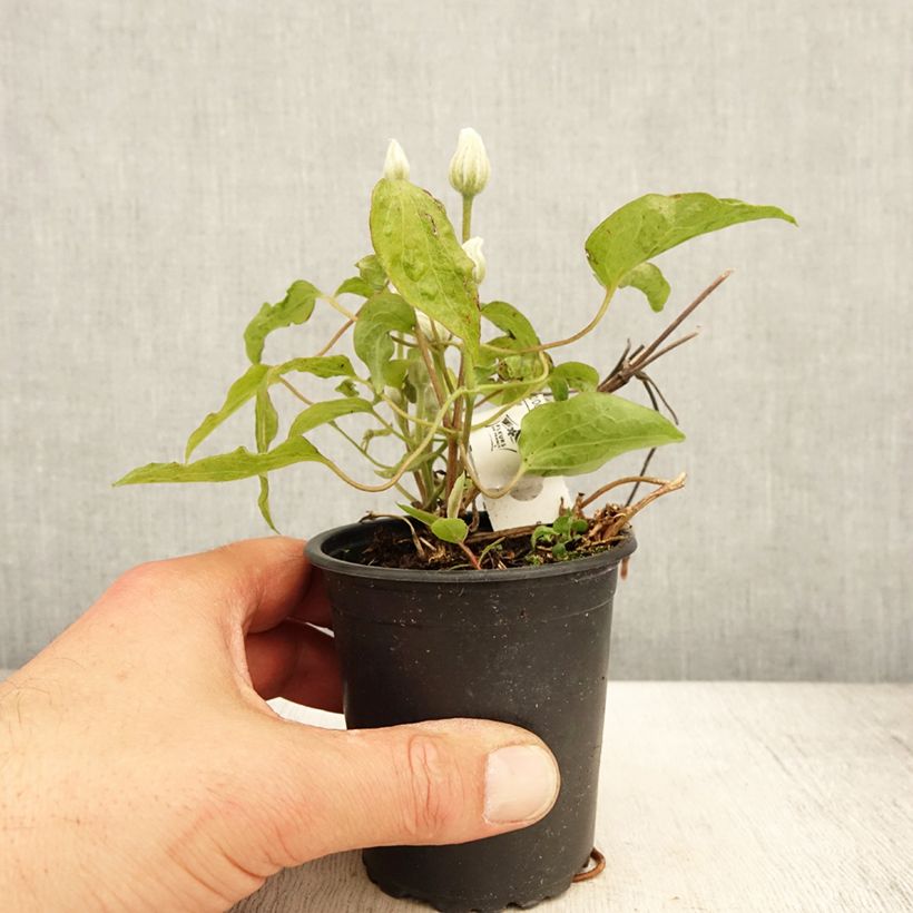 Exemplaar van Clematis patens Snow Queen - Bosrank Kweekpotje van 8/9 cm zoals geleverd in de lente