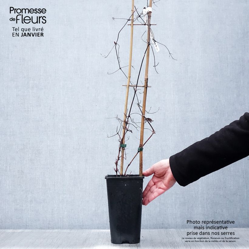 Exemplaar van Clématite - Clematis Solidarnosc Pot de 2L/3L zoals geleverd in de winter