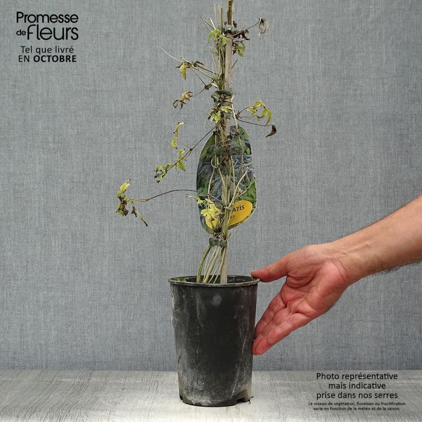 Exemplaar van Clematis Spiky - Kleinbloemige clematis Pot van 2 l/3 l zoals geleverd in de herfst