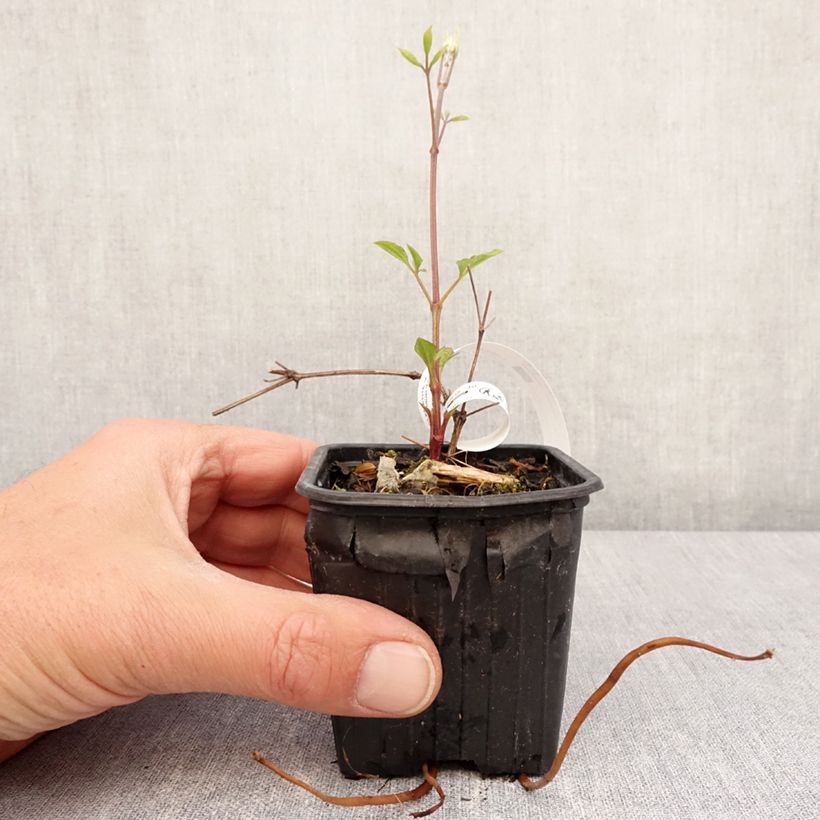 Example of Clematis Star of India - Grootbloemige clematis Kweekpotje van 8/9 cm as you get in printemps