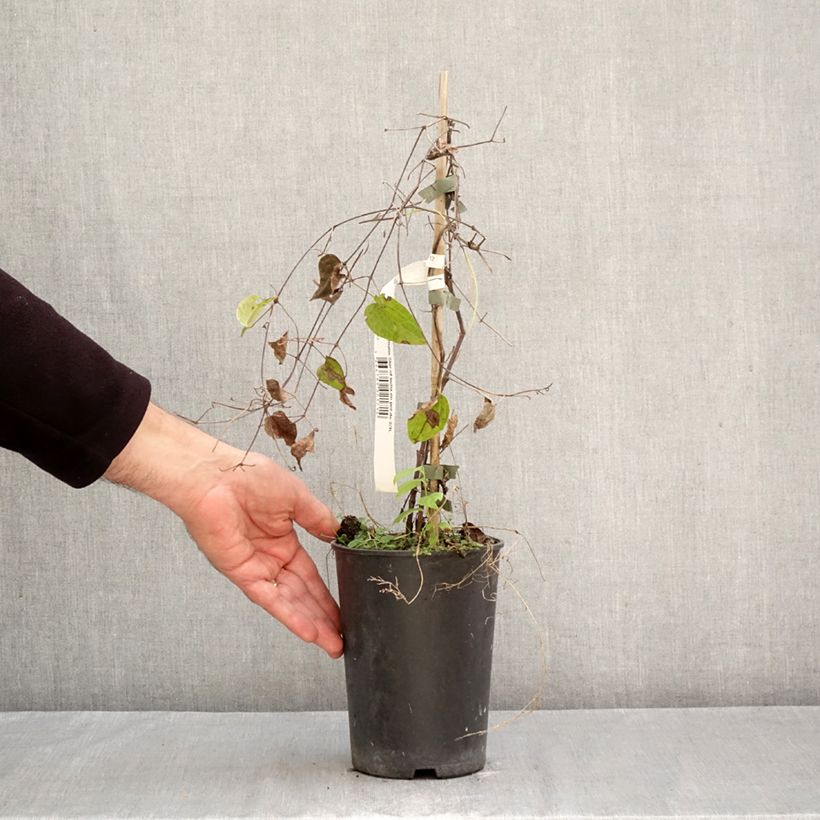 Exemplaar van Clematis Star of India - Grootbloemige clematis Pot van 2 l/3 l zoals geleverd in de herfst
