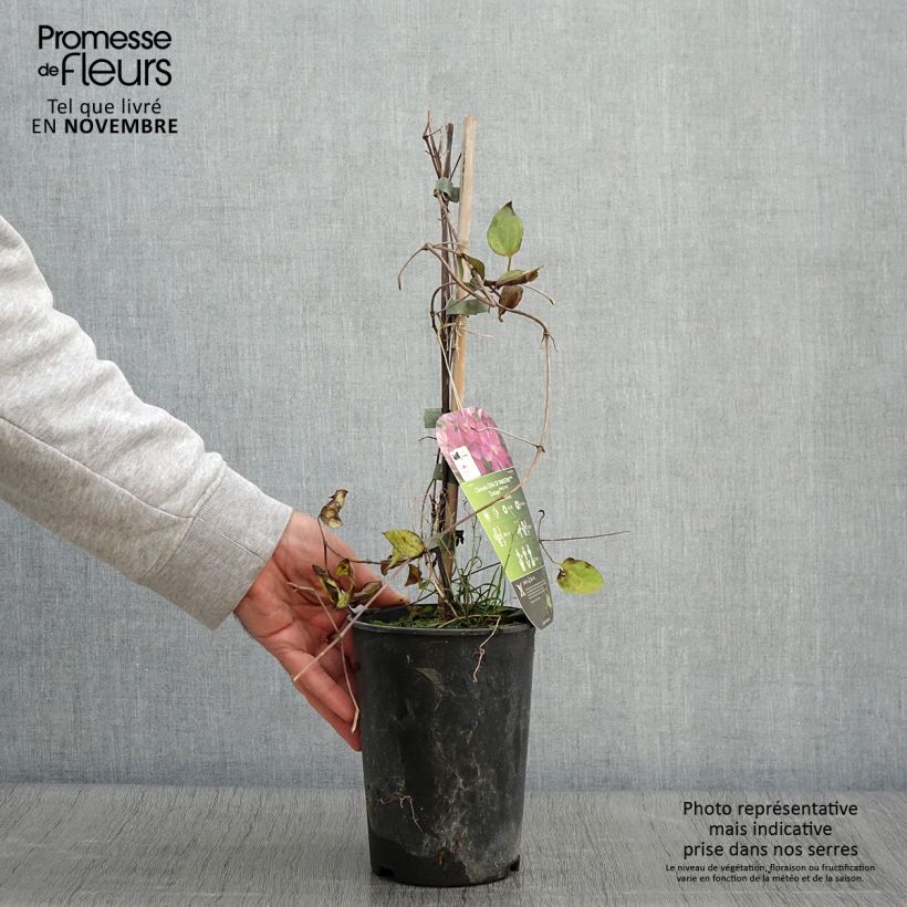 Exemplaar van Clematis Star of Pakistan - Grootbloemige clematis Pot van 2 l/3 l zoals geleverd in de herfst