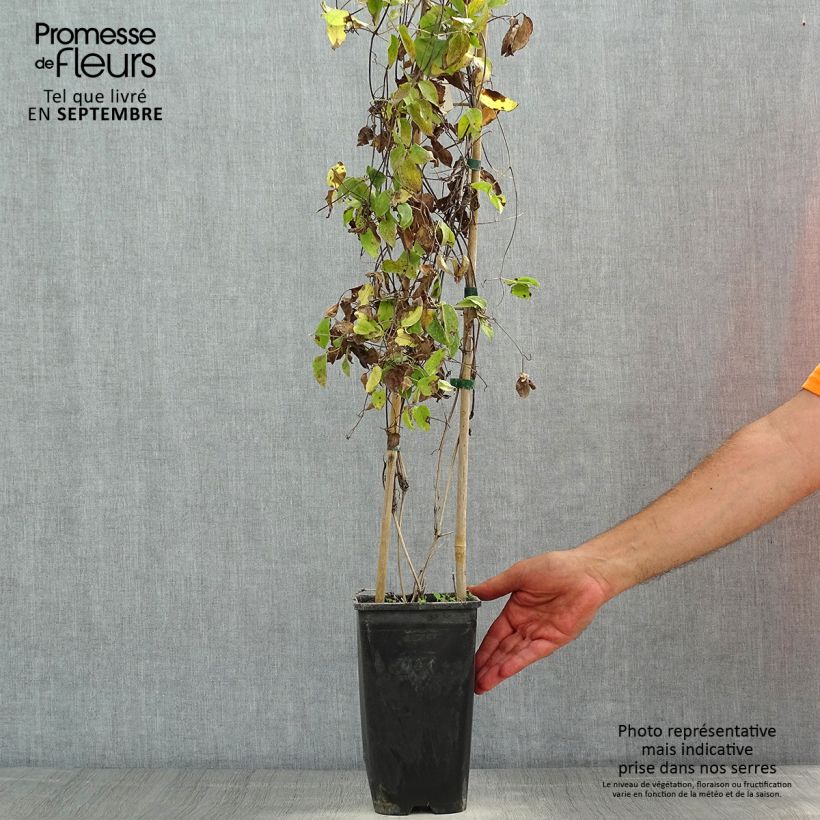 Exemplaar van Clematis Sunset - Grootbloemige clematis Pot van 2 l/3 l zoals geleverd in de zomer