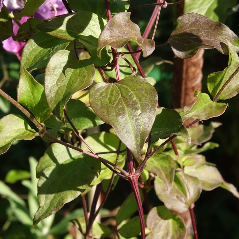 Clematis Super Cute - Italianaanse clematis (Blad)