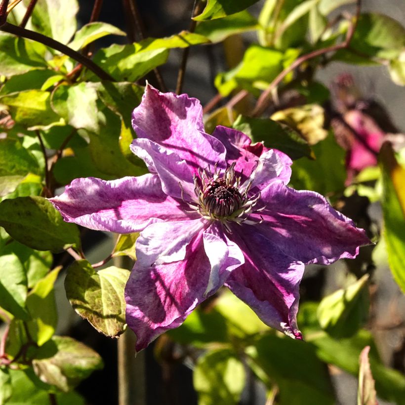 Clematis Super Cute - Italianaanse clematis (Bloei)