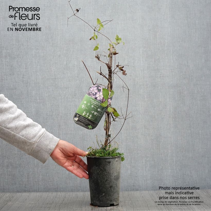 Exemplaar van Clematis viticella Super Nova - Italiaanse clematis Pot van 2 l/3 l zoals geleverd in de herfst