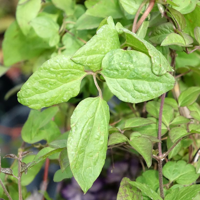 Clematis viticella Super Nova - Italiaanse clematis (Blad)
