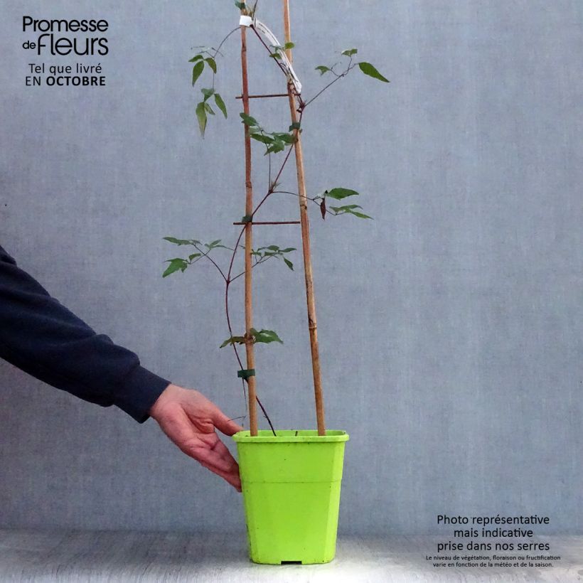 Exemplaar van Clematis Taiga - Grootbloemige clematis Pot van 1,5 l/2 l zoals geleverd in de herfst