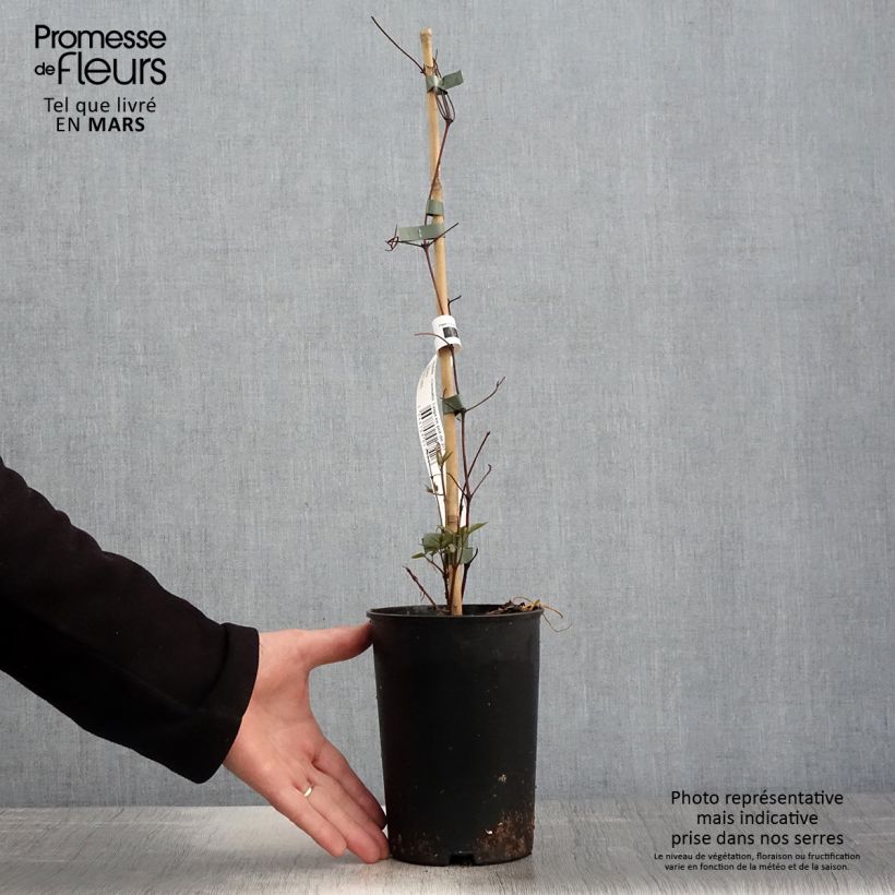 Example of Clematis Taiga - Grootbloemige clematis Pot van 1,5 l/2 l as you get in printemps
