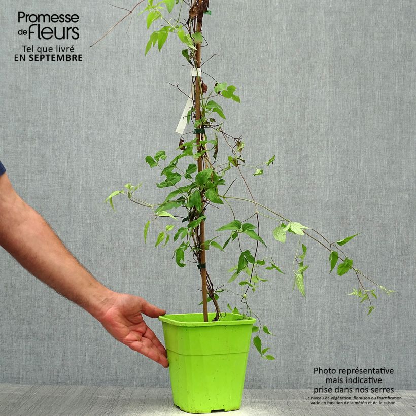 Exemplaar van Clematis Taiga - Grootbloemige clematis Pot van 3 l/4 l zoals geleverd in de herfst