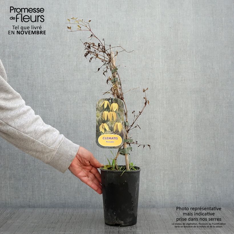 Exemplaar van Clematis tangutica Aureolin - Gouden bosrank Pot van 2 l/3 l zoals geleverd in de herfst