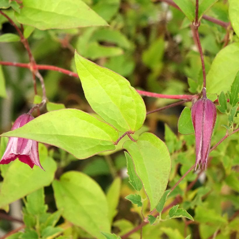 Clematis tangutica Aureolin - Gouden bosrank (Blad)