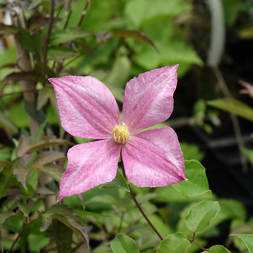 Clematis tangutica Grace - Gouden bosrank (Bloei)