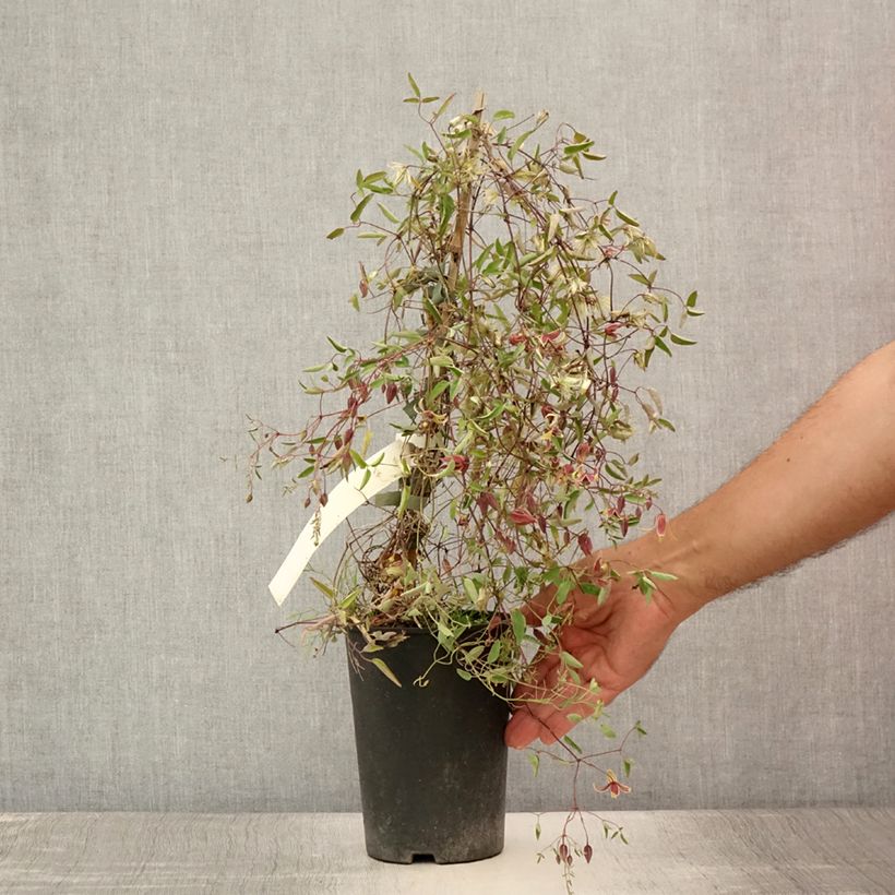 Exemplaar van Clematis tangutica My Angel - Gouden bosrank Pot van 2 l/3 l zoals geleverd in de zomer