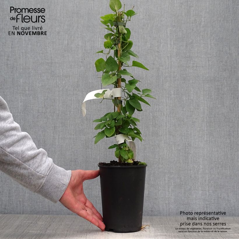 Exemplaar van Clematis terniflora - Kleinbloemige clematis Pot van 2 l/3 l zoals geleverd in de herfst