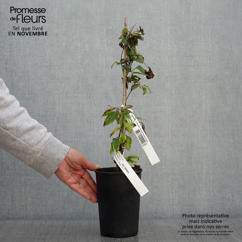 Exemplaar van Clematis patens Teshio - Bosrank Pot van 2 l/3 l zoals geleverd in de herfst