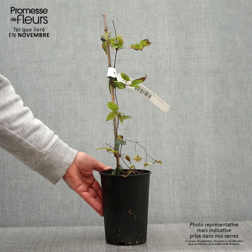 Exemplaar van Clematis texensis Gravetye Beauty - Bosrank Pot van 2 l/3 l zoals geleverd in de herfst