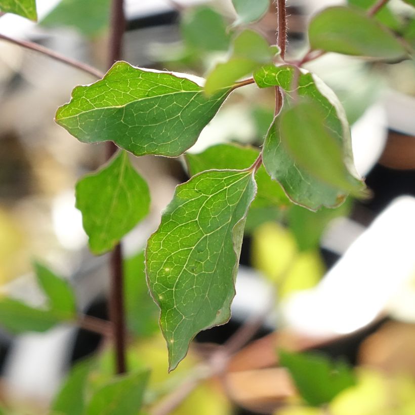 Clématite - Clematis texensis Notre-Dame de Paris (Blad)