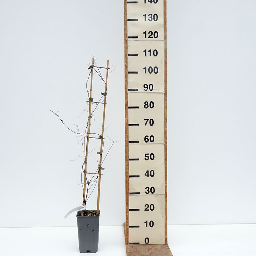 Exemplaar van Clématite - Clematis texensis Notre-Dame de Paris Pot van 3 l/4 l zoals geleverd in de winter