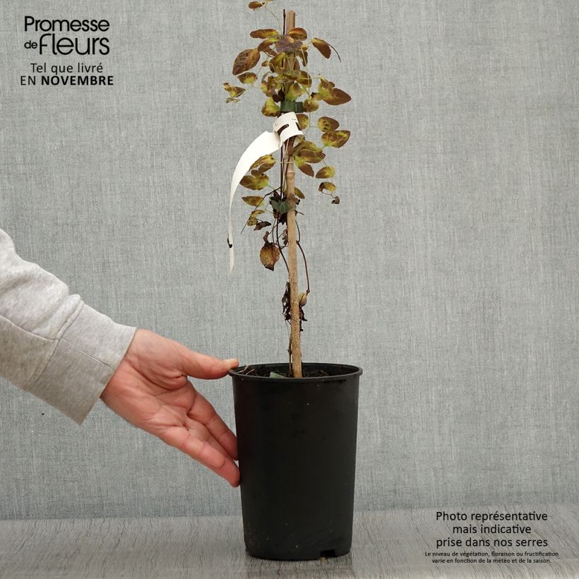 Exemplaar van Clematis texensis Odoriba - Bosrank Pot van 2 l/3 l zoals geleverd in de herfst