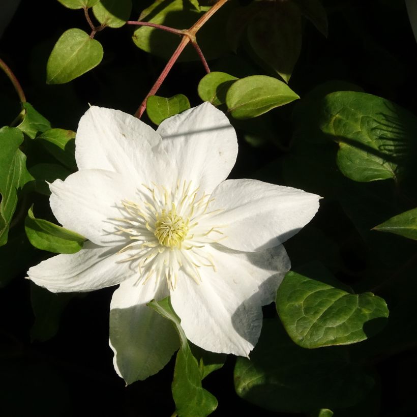 Clematis patens The Bride - Bosrank (Bloei)