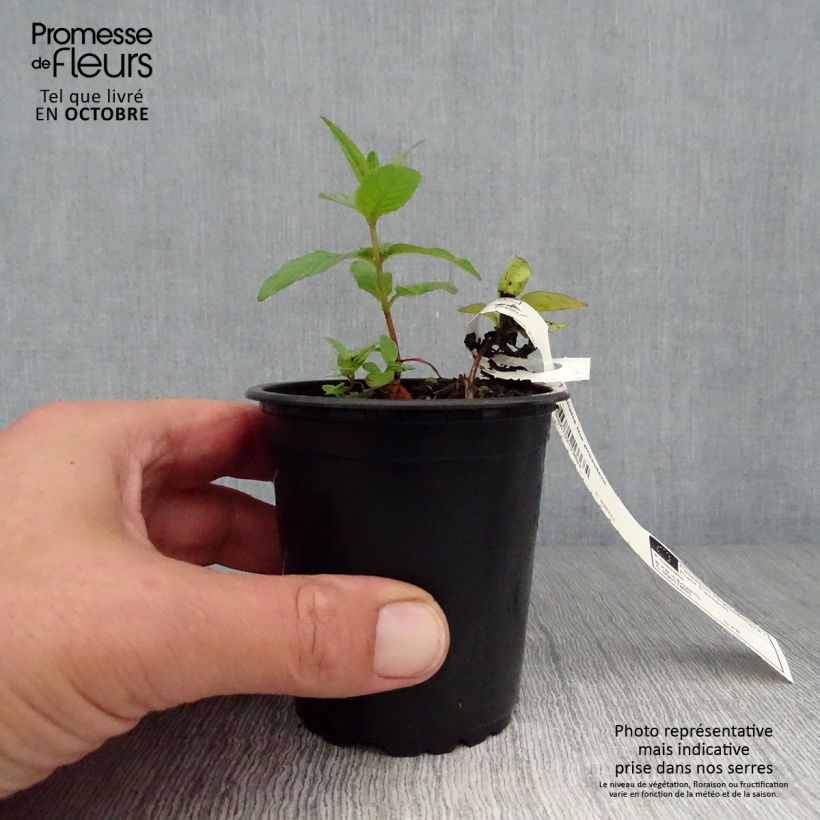 Exemplaar van Clematis The President - Bosrank Kweekpotje van 8/9 cm zoals geleverd in de herfst