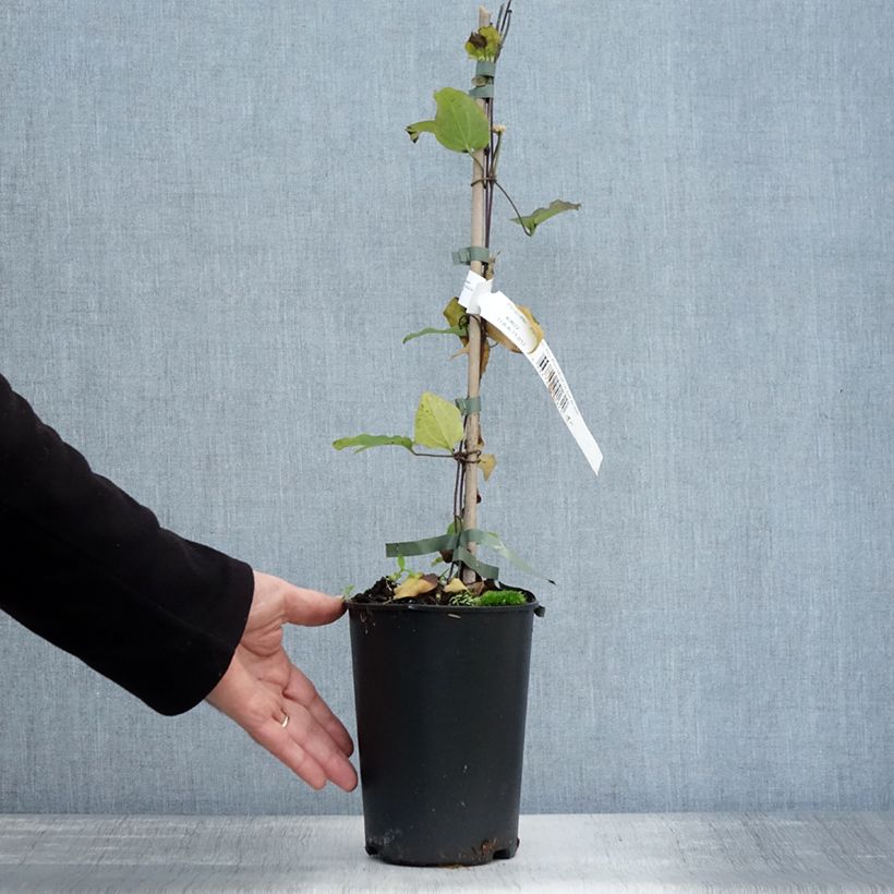 Exemplaar van Clematis The President - Bosrank Pot van 2 l/3 l zoals geleverd in de herfst