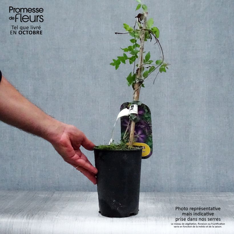 Exemplaar van Clematis patens The Vagabond - Bosrank Pot van 2 l/3 l zoals geleverd in de herfst