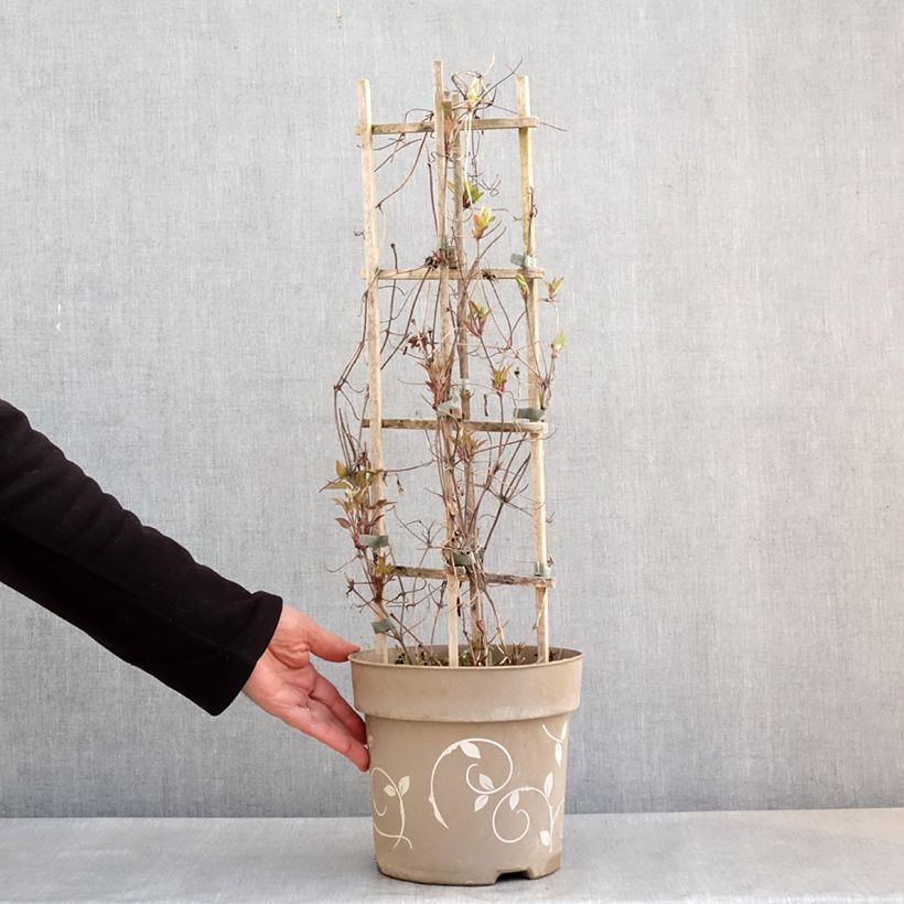 Exemplaar van Clematis Mix Tricolor - Grootbloemige clematis Pot van 6 l/7 l zoals geleverd in de lente