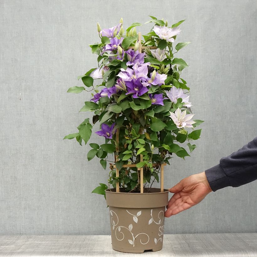 Exemplaar van Clematis Mix Blue - Grootbloemige clematis Pot van 6 l/7 l zoals geleverd in de lente