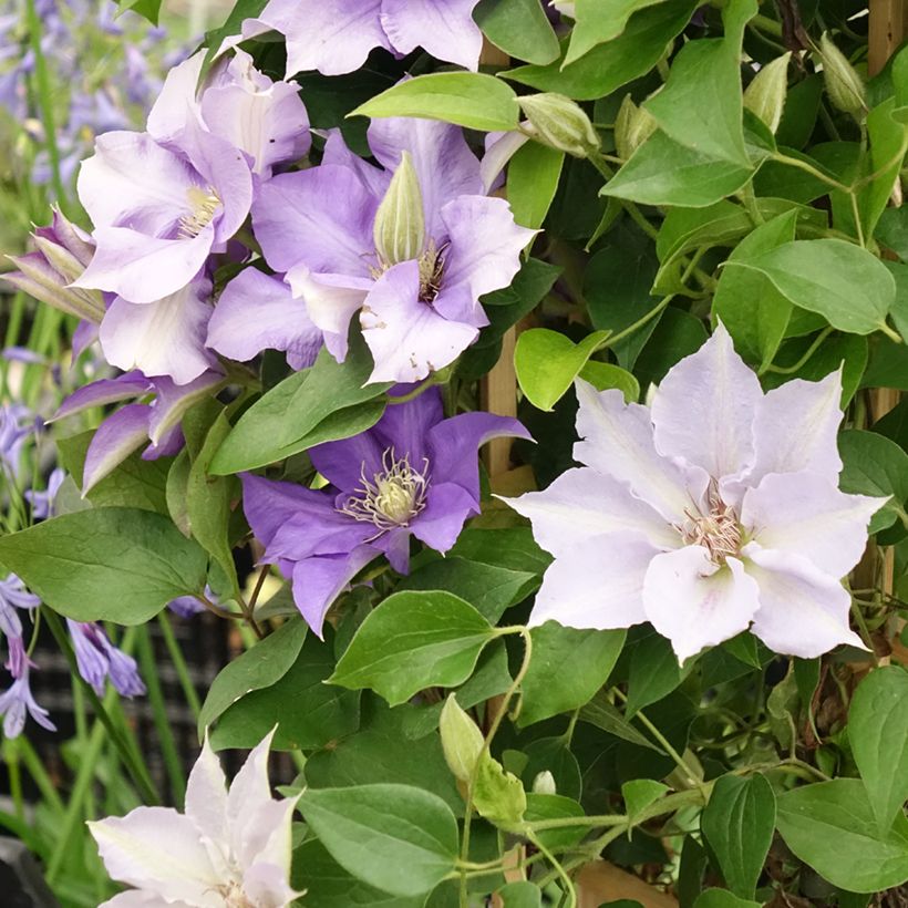 Clematis Mix Blue - Grootbloemige clematis (Bloei)