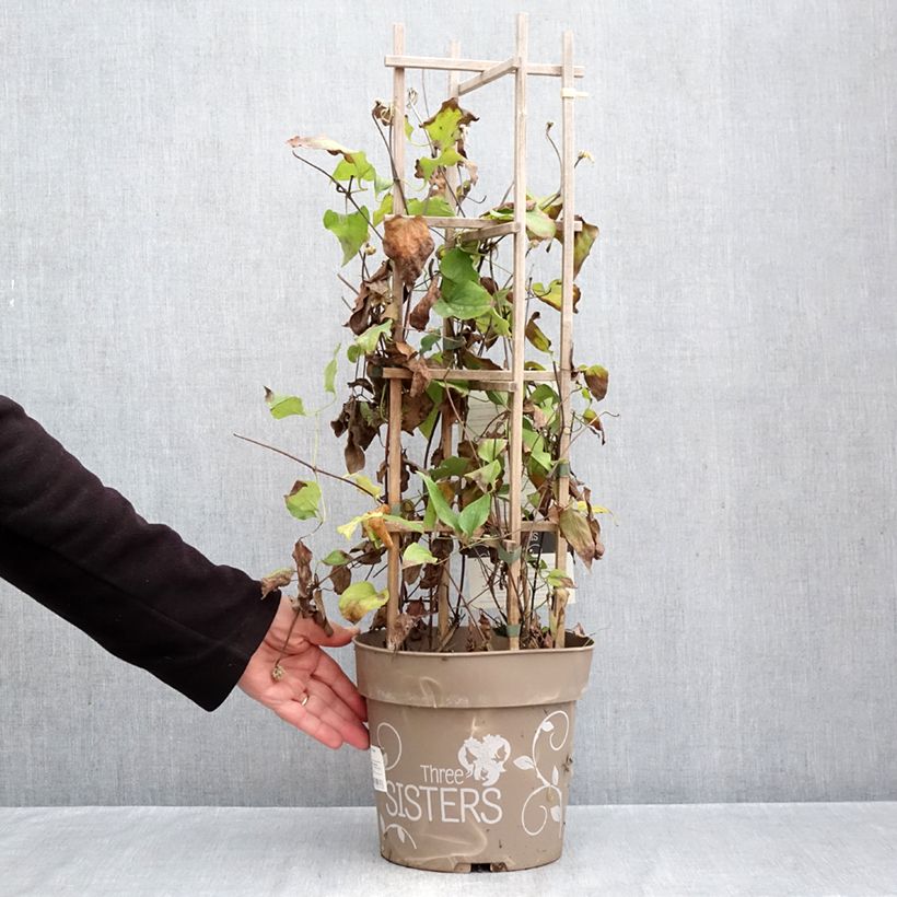 Exemplaar van Clematis Mix - Grootbloemige clematis Pot van 6 l/7 l zoals geleverd in de herfst
