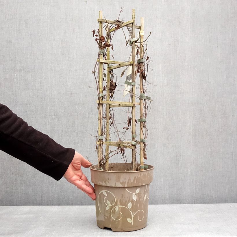 Exemplaar van Clématite - Clematis Three Sisters trio rose Pot de 6L/7L zoals geleverd in de winter