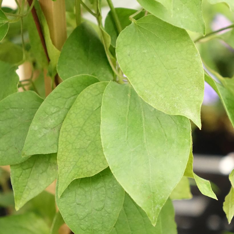 Clematis Mix - Grootbloemige clematis (Blad)