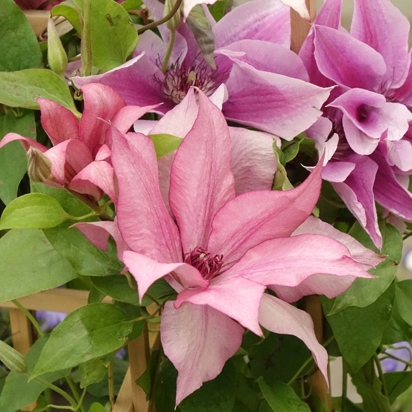 Clematis Mix - Grootbloemige clematis (Bloei)