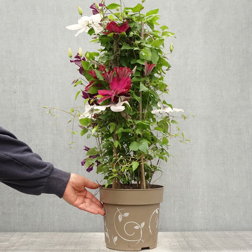 Exemplaar van Clematis Mix Red - Grootbloemige clematis Pot van 6 l/7 l zoals geleverd in de lente