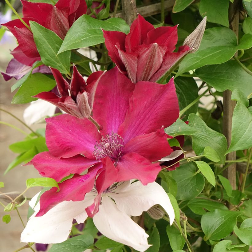 Clematis Mix Red - Grootbloemige clematis (Bloei)