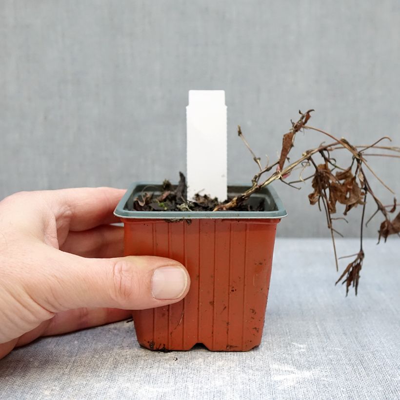 Exemplaar van Clematis Tumaini - Grootbloemige bosrank Kweekpotje van 8/9 cm zoals geleverd in de winter