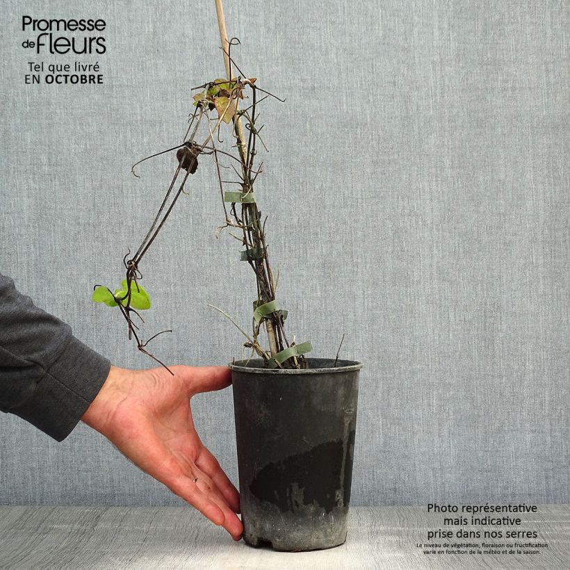 Exemplaar van Clematis patens Veronica's Choice - Bosrank Pot van 2 l/3 l zoals geleverd in de herfst