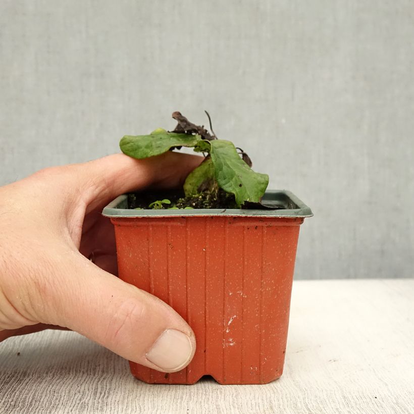 Exemplaar van Clematis Ville de Lyon - Clématite Kweekpotje van 8/9 cm zoals geleverd in de herfst